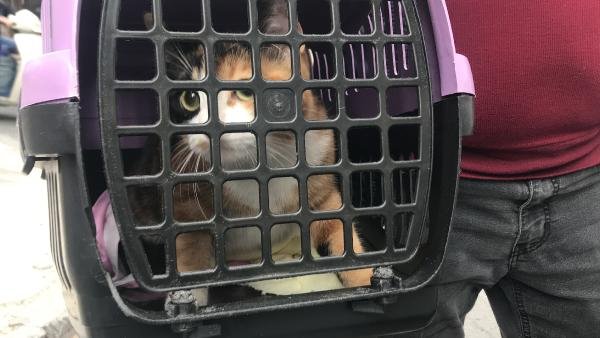 Yangında mahsur kalan kadın ve kedisinin zor anları