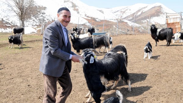 Bingöllü çobana 'koyunlarla imtihanı' ün getirdi