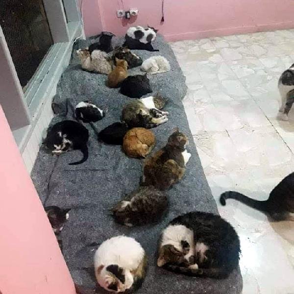 Evinde 75 kedi besliyor