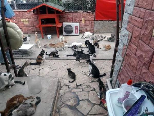 Evinde 75 kedi besliyor