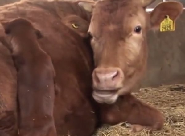 Ayrıldığı ineğin ardından gözyaşı döktü