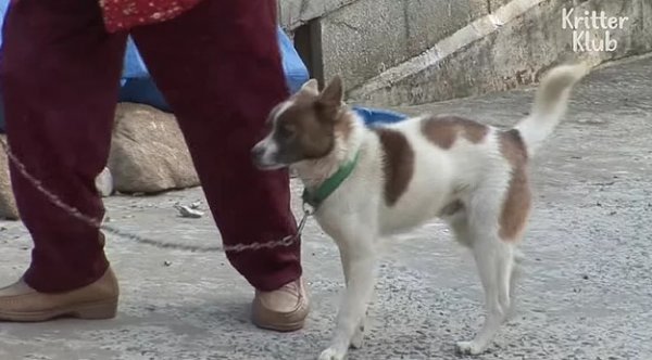 Ayrıldığı ineğin ardından gözyaşı döktü