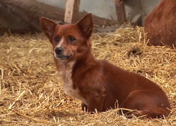 Ayrıldığı ineğin ardından gözyaşı döktü
