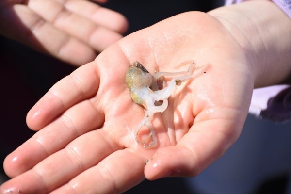 a Bodrum'da denizden çıkanlar hayrete düşürdü