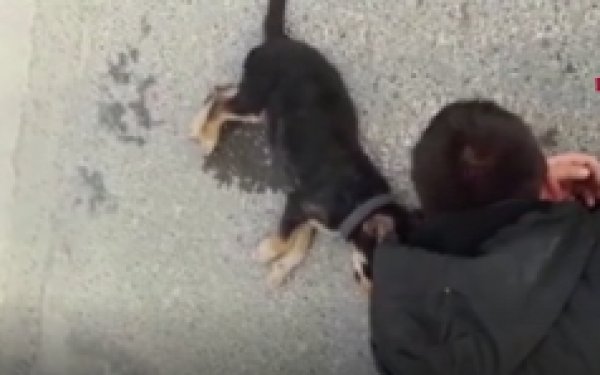 Ölen köpeğinin başında hıçkıra hıçkıra ağladı