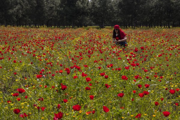 Amanos Dağları eteklerindeki gelincik tarlası