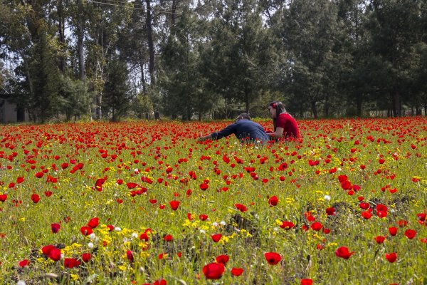 Amanos Dağları eteklerindeki gelincik tarlası