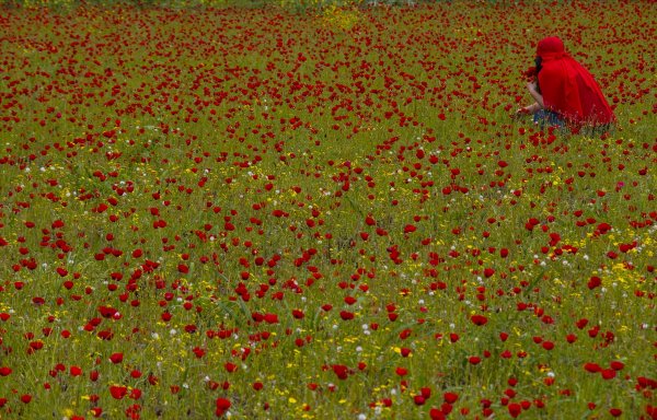Amanos Dağları eteklerindeki gelincik tarlası