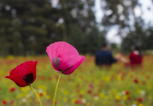 Amanos Dağları eteklerindeki gelincik tarlası