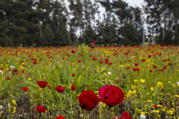 Amanos Dağları eteklerindeki gelincik tarlası