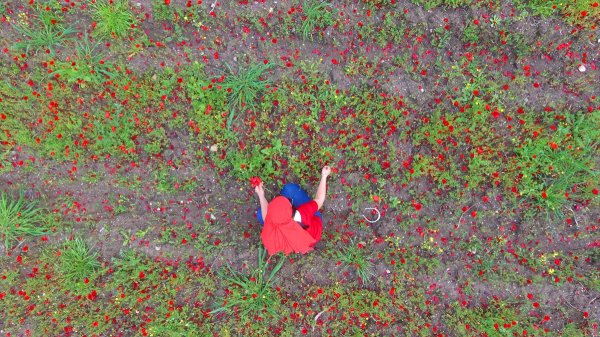 Amanos Dağları eteklerindeki gelincik tarlası