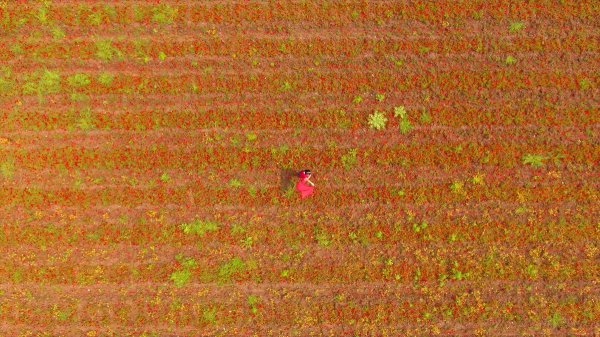 Amanos Dağları eteklerindeki gelincik tarlası