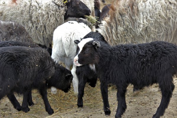 Bu koyunu alan zengin oluyor