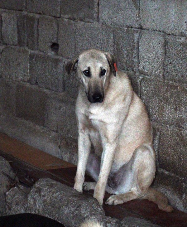Hayvanseverin şefkati Kuyu'yu hayata döndürdü