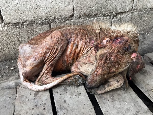 Hayvanseverin şefkati Kuyu'yu hayata döndürdü