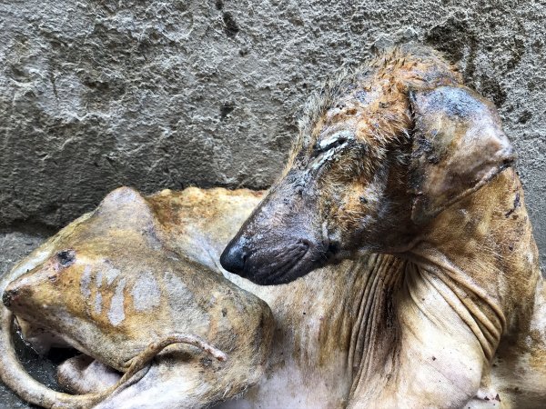 Hayvanseverin şefkati Kuyu'yu hayata döndürdü