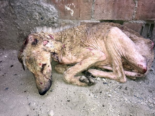 Hayvanseverin şefkati Kuyu'yu hayata döndürdü