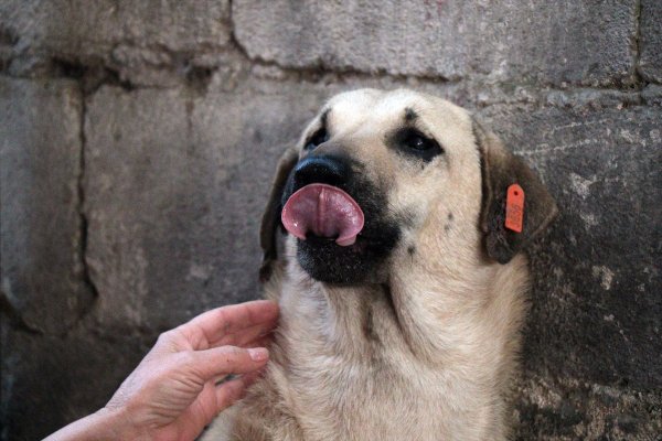 Hayvanseverin şefkati Kuyu'yu hayata döndürdü