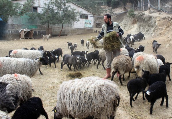 Bu koyunu alan zengin oluyor