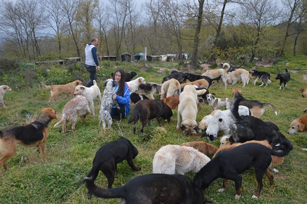 a Emekli maaşlarını sokak hayvanlarına harcıyorlar