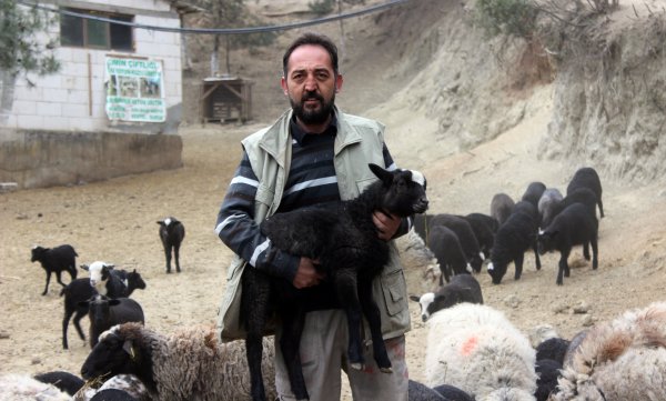 Bu koyunu alan zengin oluyor