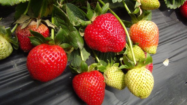 i Ruslar Mersin'den çilek alıyor