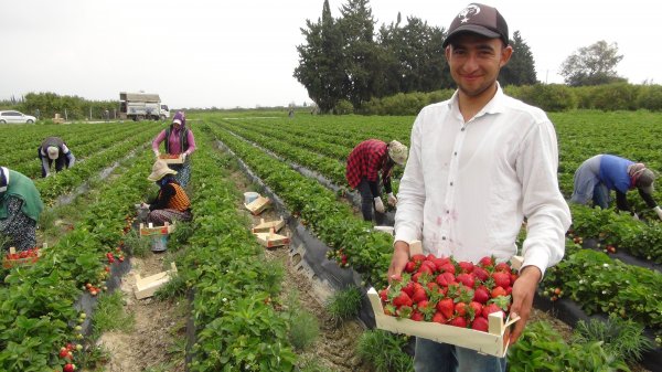 i Ruslar Mersin'den çilek alıyor