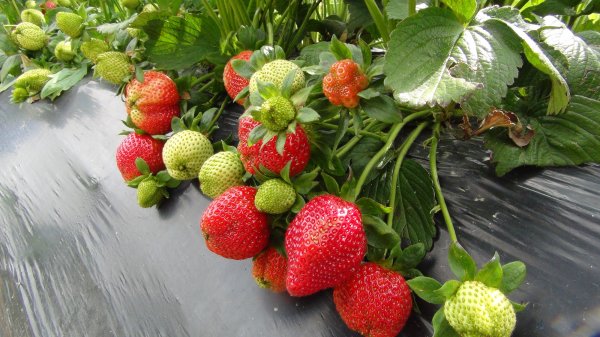 i Ruslar Mersin'den çilek alıyor