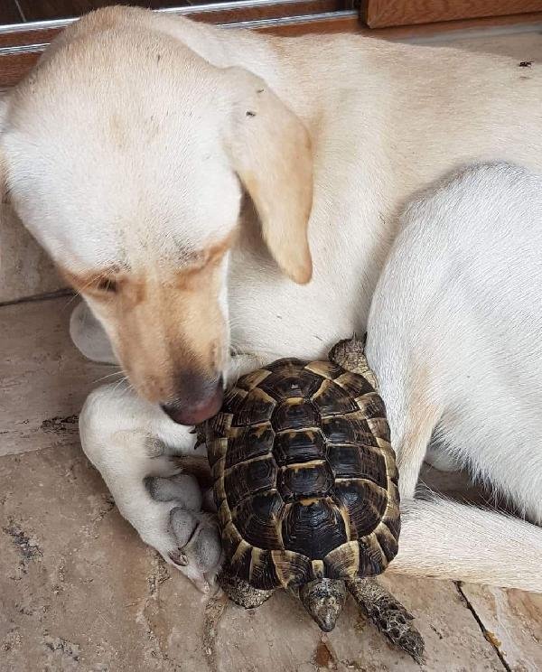 d Kaplumbağasını bulanı 1000 lira ile ödüllendirecek