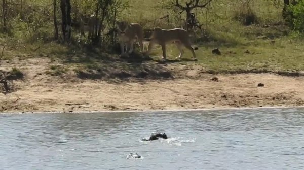 Aslan ve timsaha kafa tutan bufalo savaşı kazandı