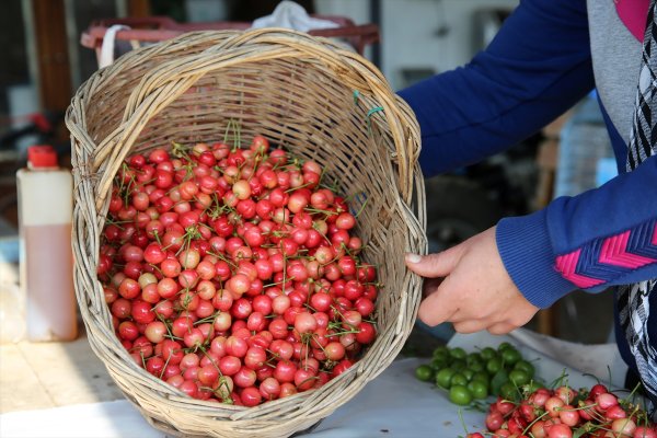 a Sezonun ilk kirazı hasat edildi