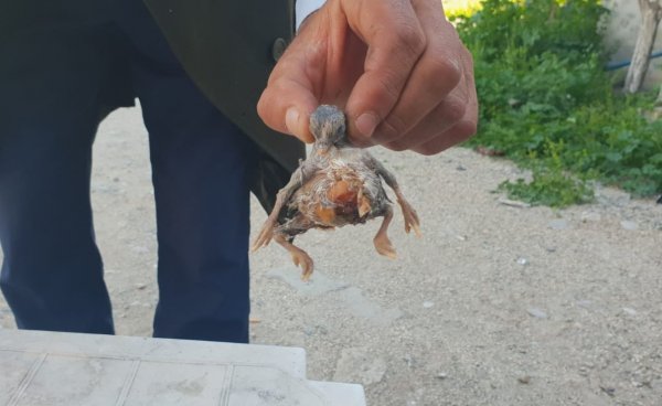 i Dört bacaklı civciv bir gün yaşadı