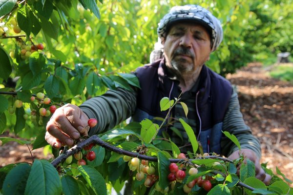 a Sezonun ilk kirazı hasat edildi