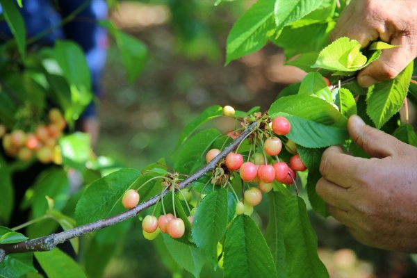 a Sezonun ilk kirazı hasat edildi