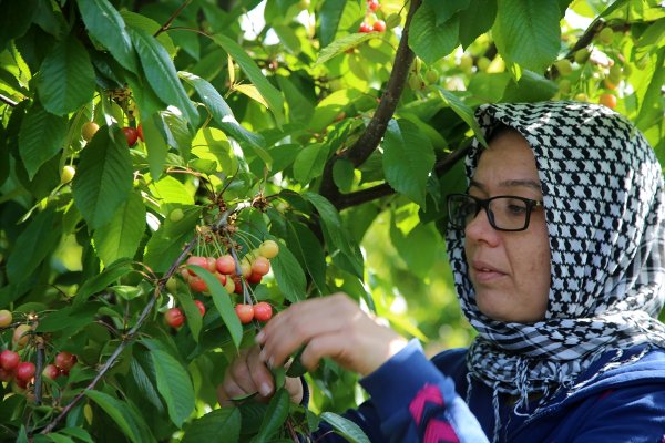 a Sezonun ilk kirazı hasat edildi