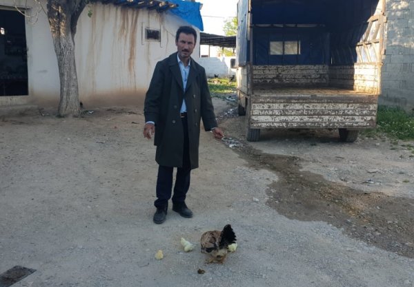 i Dört bacaklı civciv bir gün yaşadı