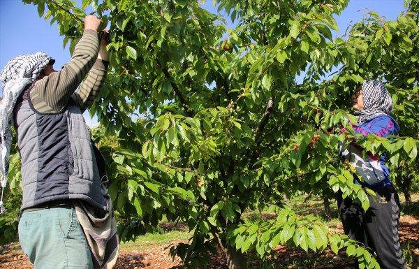 a Sezonun ilk kirazı hasat edildi