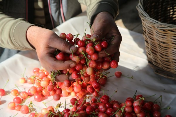a Sezonun ilk kirazı hasat edildi