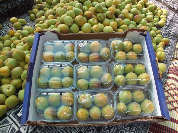 Mersin'de kayısı hasat verdi