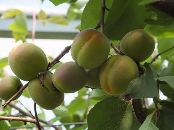 Mersin'de kayısı hasat verdi