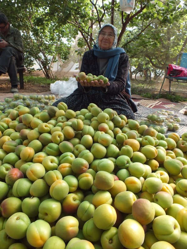 Mersin'de kayısı hasat verdi