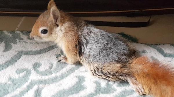 d İki ayağı felç olan sincap için yürüteç yaptı