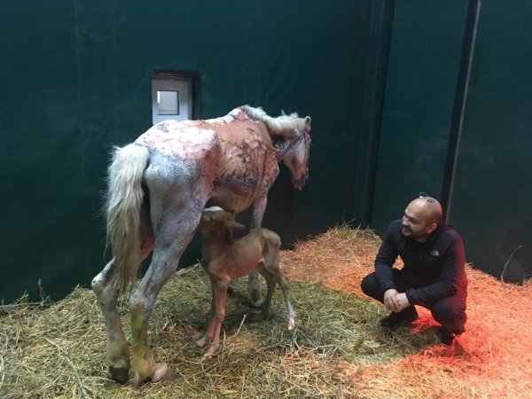 Büyükada yangınında ağır yaralanan at doğurdu