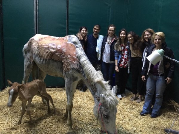 Büyükada yangınında ağır yaralanan at doğurdu