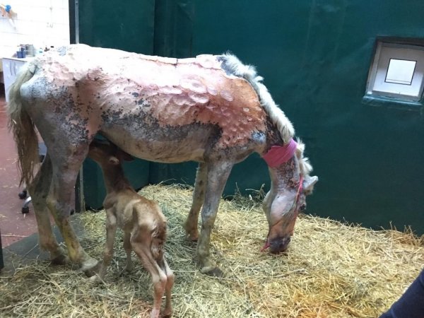 Büyükada yangınında ağır yaralanan at doğurdu