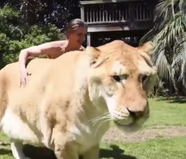 Dünyanın en büyük kedisiyle yaşayan adam