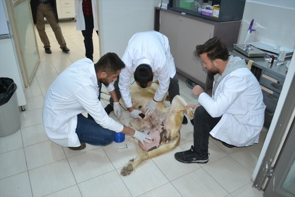 a Anadolu aslanı ameliyat masasına yattı