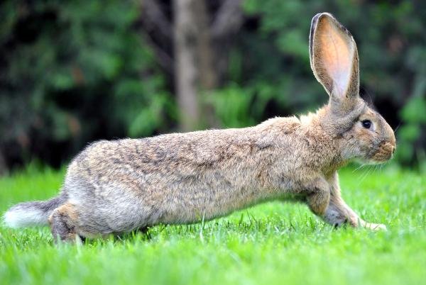 Türkiye tavşan etine alışmaya başladı