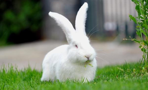 Türkiye tavşan etine alışmaya başladı