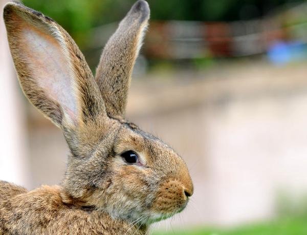 Türkiye tavşan etine alışmaya başladı